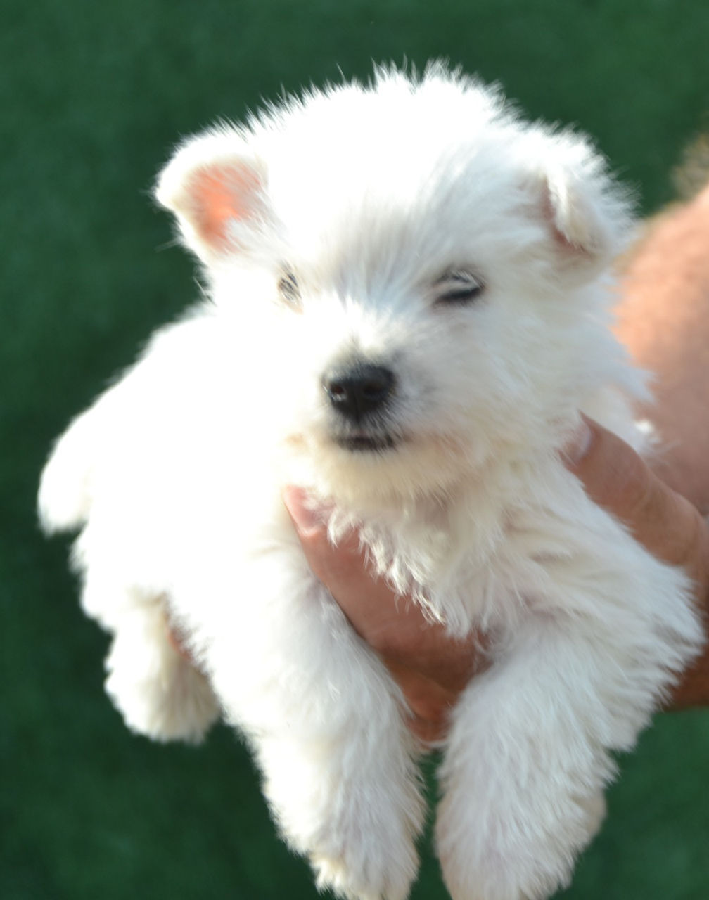 Щенки вест хайленд уайт терьера - West highland white terrier