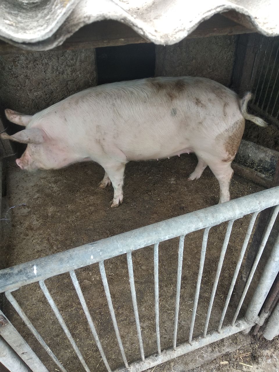 Продам свинью 70-110 кг