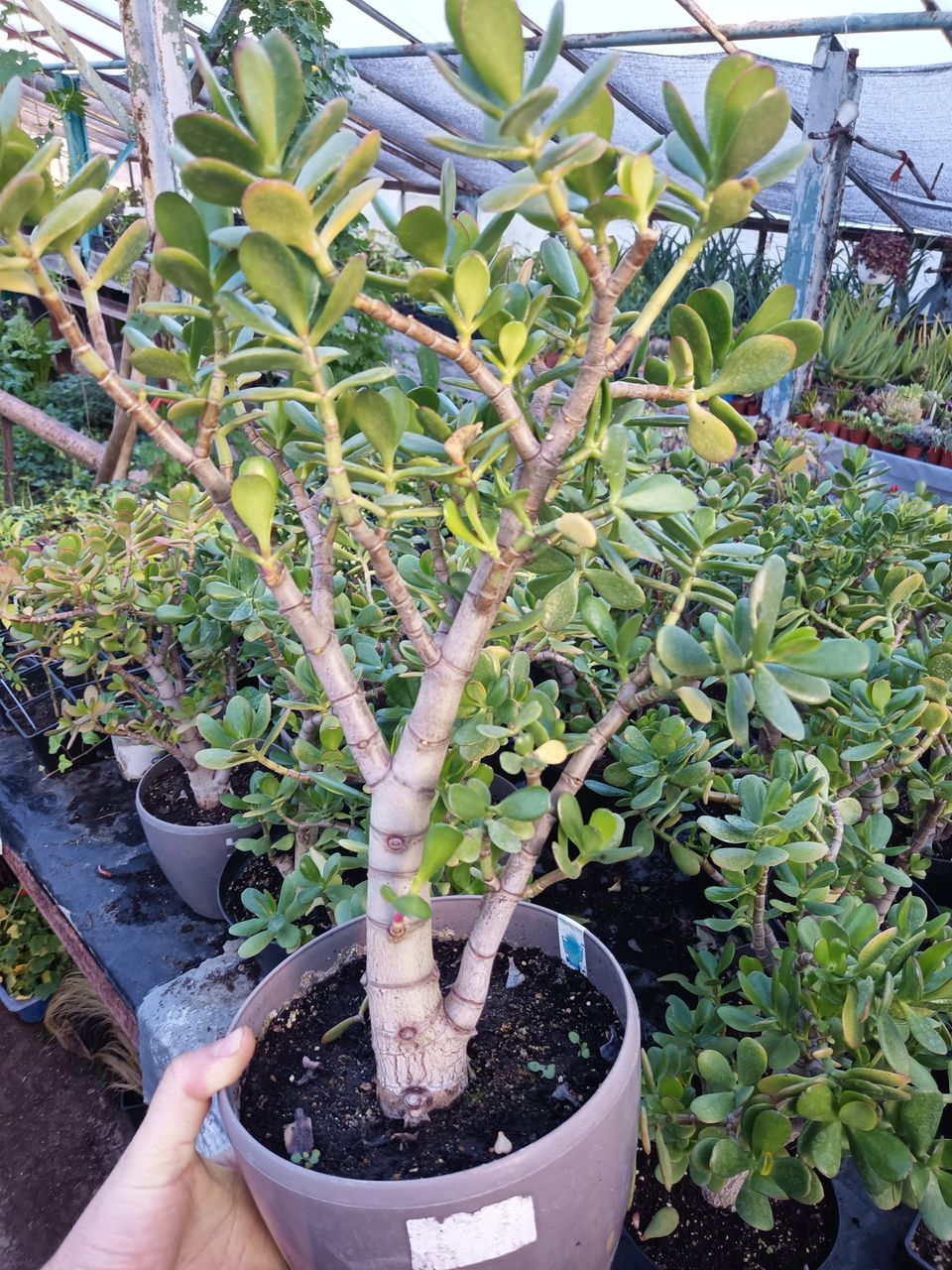 Crassula ovata (Денежное дерево) foto 4