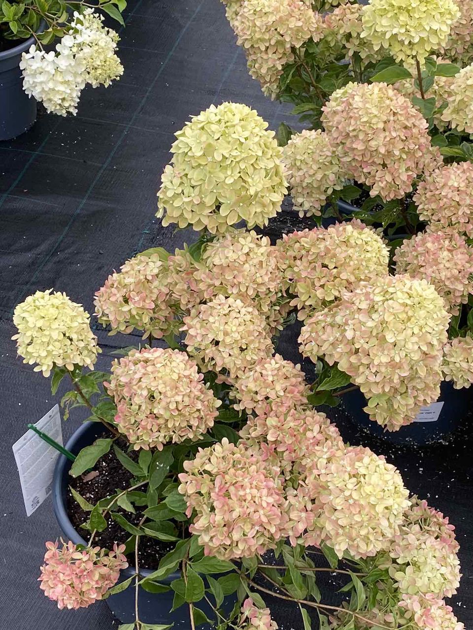 Hortensia / hydrangea foto 3