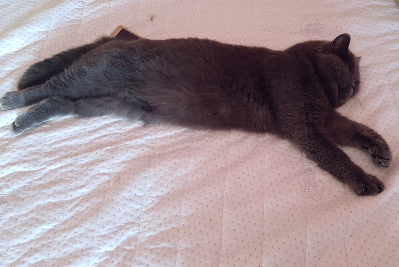 Motan British Shorthair Blue pentru montă foto 4