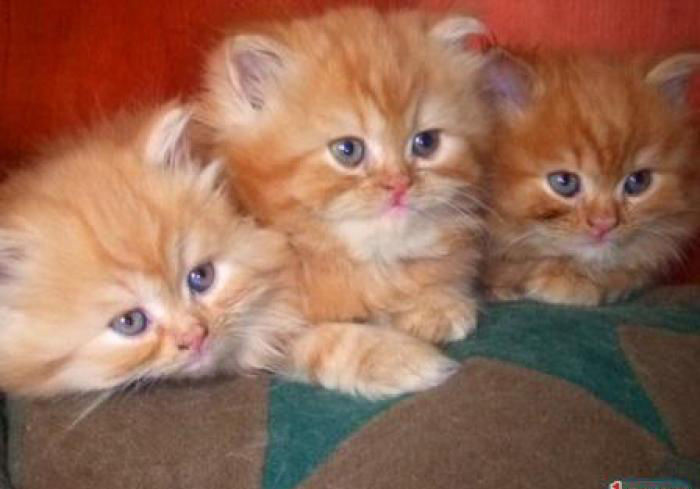 Котята на авито ростов. Рыжие персидские коты. Сибирские котята рыжего окраса. Маленький рыжий котенок сибирской кошки. Персидские котята классика рыжие.