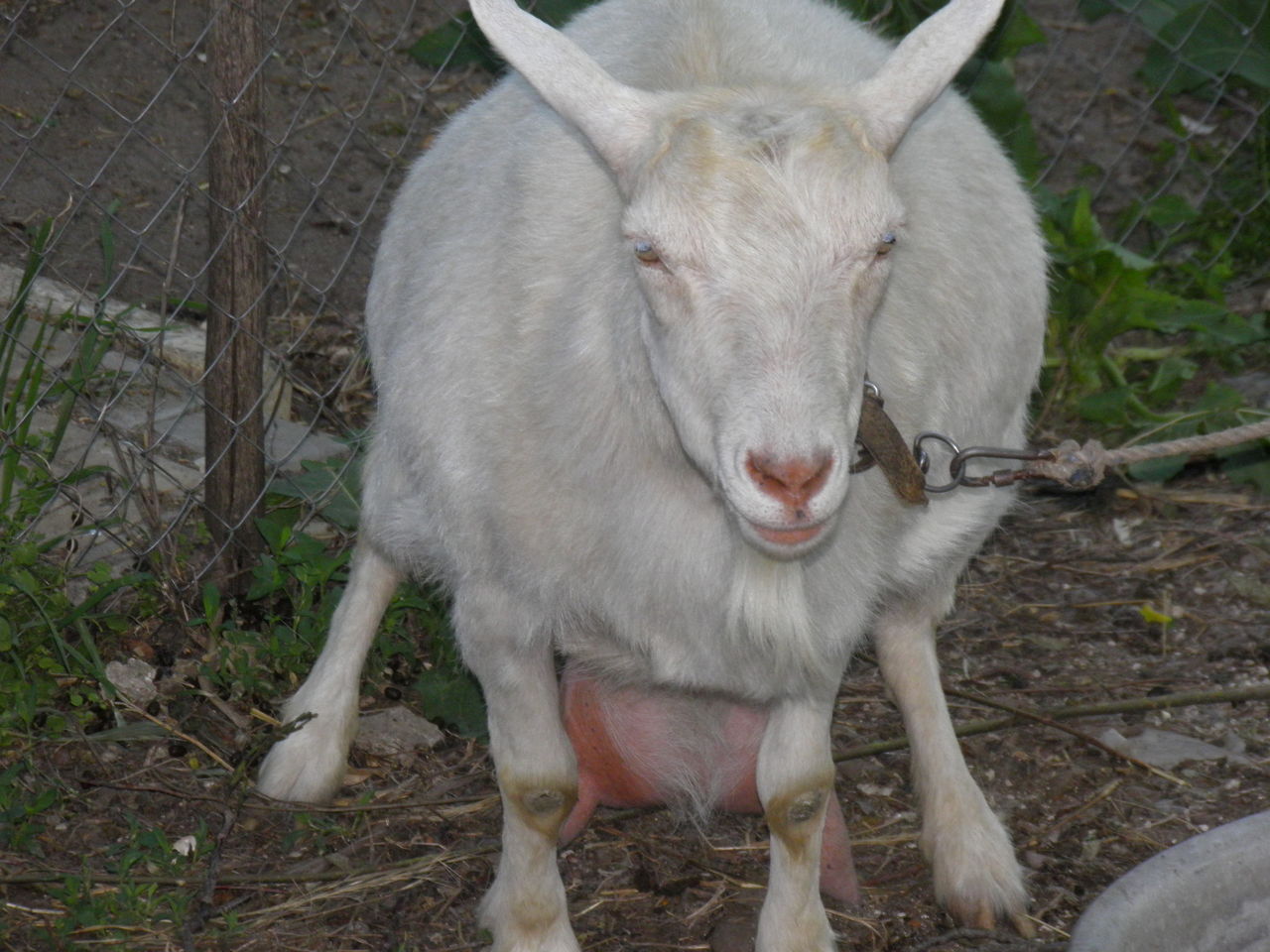 Коза 1 год. Зааненская коза. Зааненская порода Козлов. Зааненская коза козел. Коза зааненская 4 года.