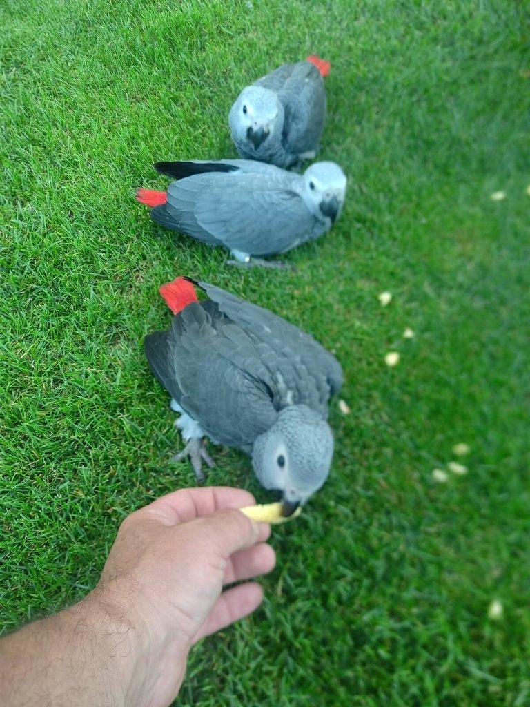 Jako kongo foto 2