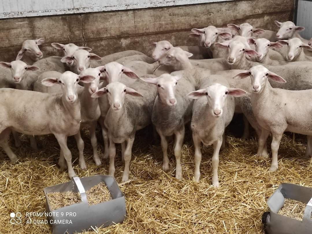 Oi de lapte lacaune. 3-5 litri de lapte foto 1