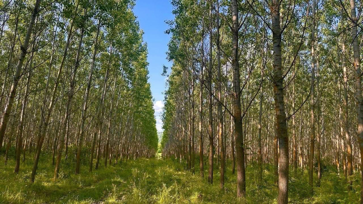 Pădure spre vânzare  foto 1