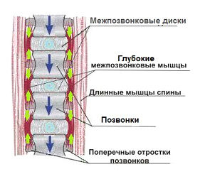 Стул-тренажер foto 5