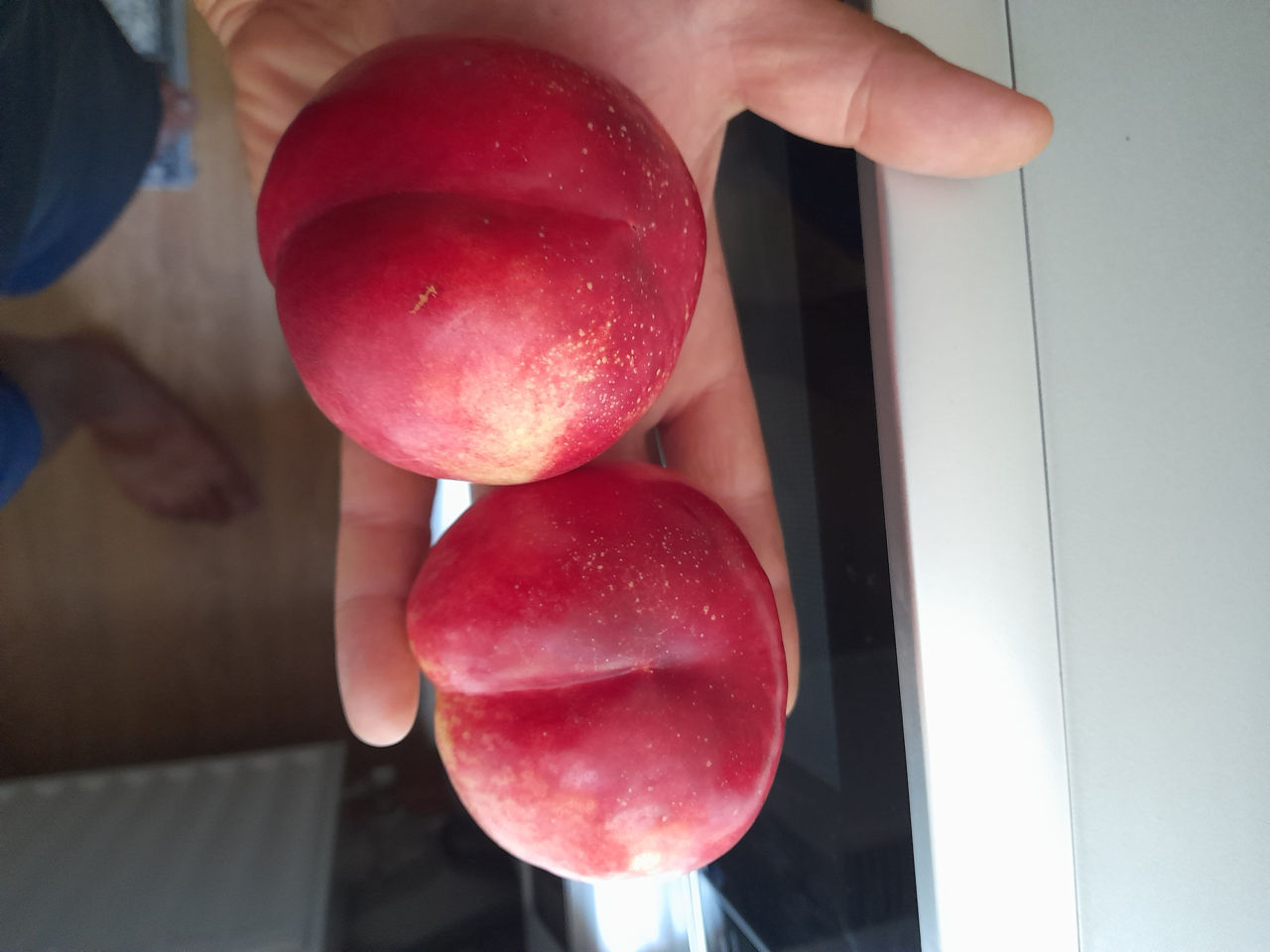 Vind pomi fructiferi angro cais,prun,visin,cires,persic,nectarin ect. foto 5
