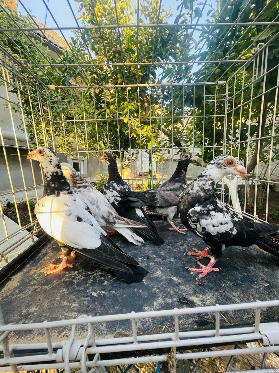 Porumbei Karel meulemans, voiajori stil vechi, voiajori italieni de expoziție foto 7