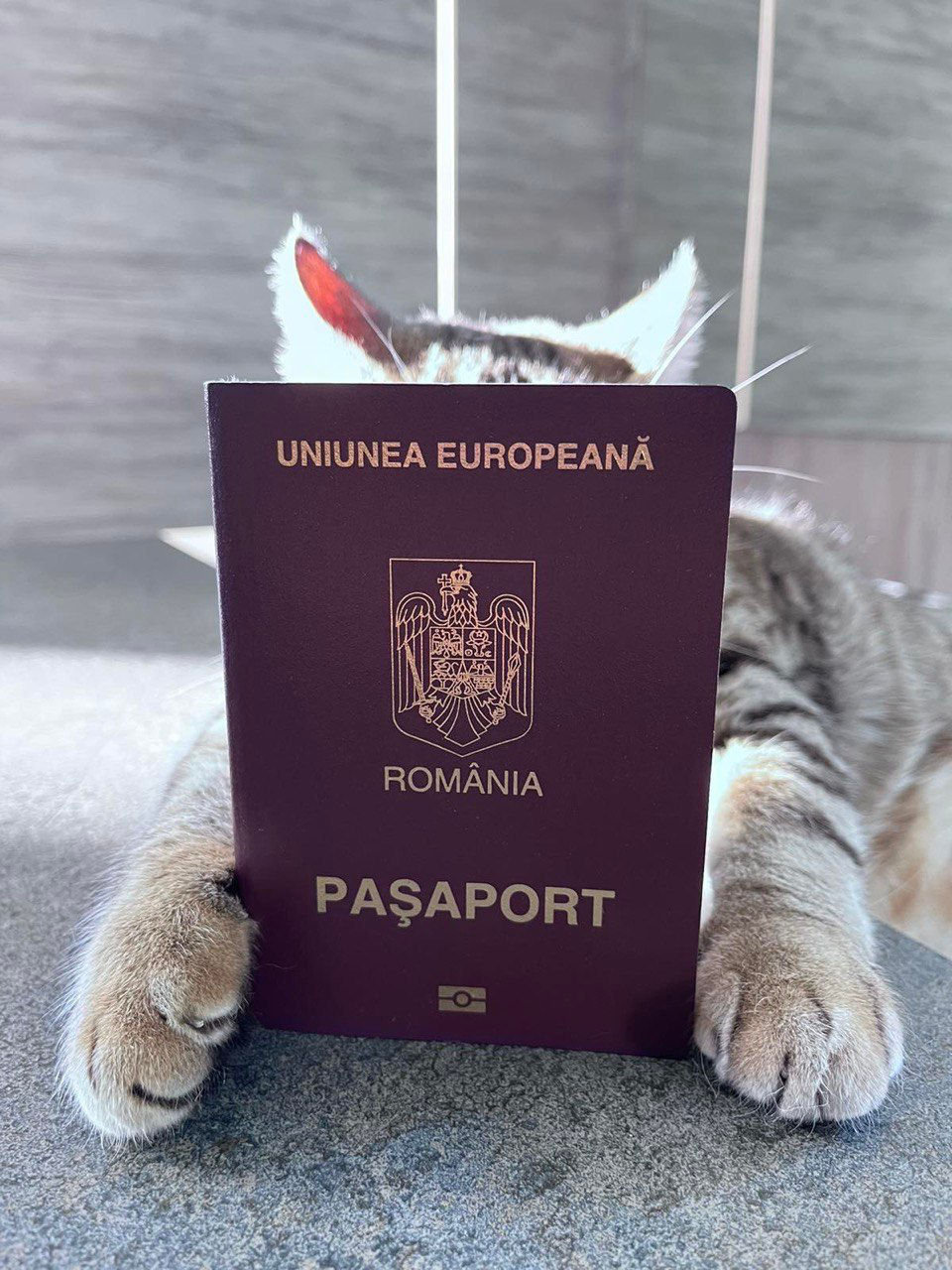Pașaport românesc! foto 1