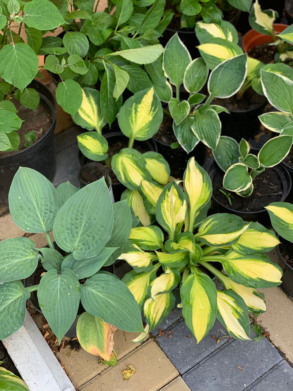 Vand diverse plante foto 2