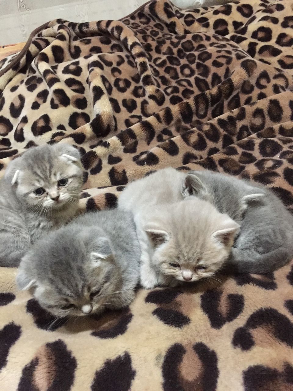 Авито Саранск Котята Шотландские Вислоухие Фото Продажа
