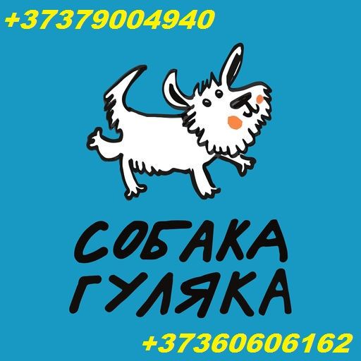 Городской сервис по выгулу собак, собака гуляка. Безопасный выгул собак. Viber WhatsApp Telegram. фото 4