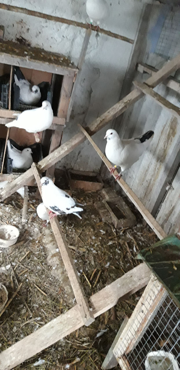 Vind porumbei king / продаются голуби кинг foto 6