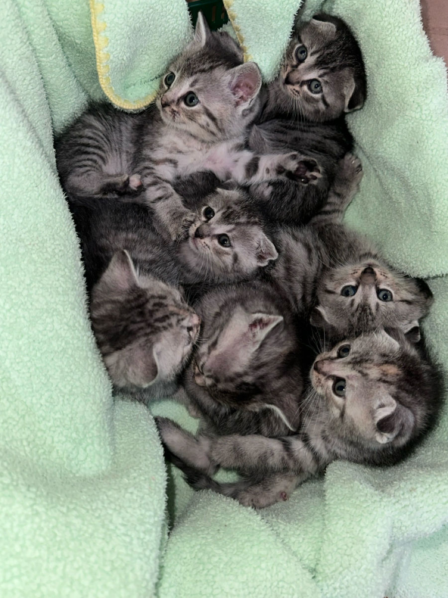 Pisoi de rasă – Scottish Fold & Scottish Straight – de vânzare Urgent ! foto 1
