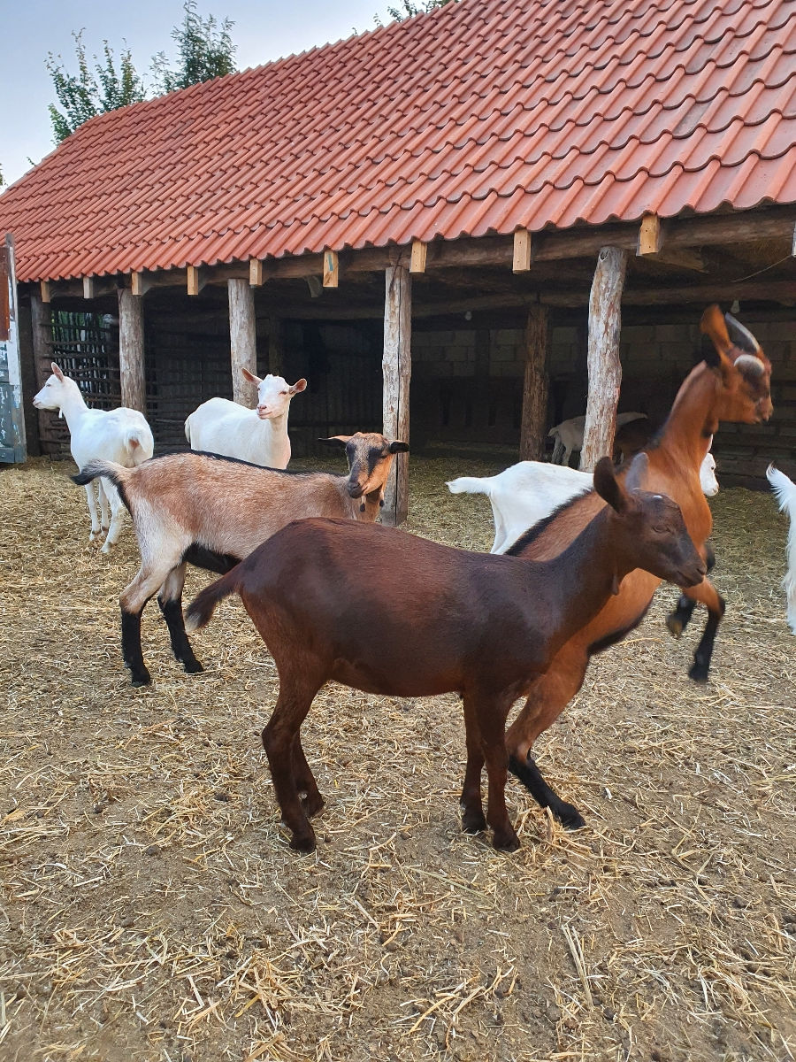 Vând capre şi iediţe bune foto 6