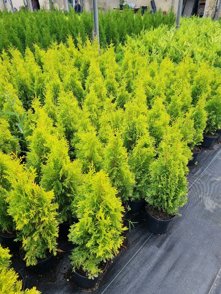 Plante decorative foto 5