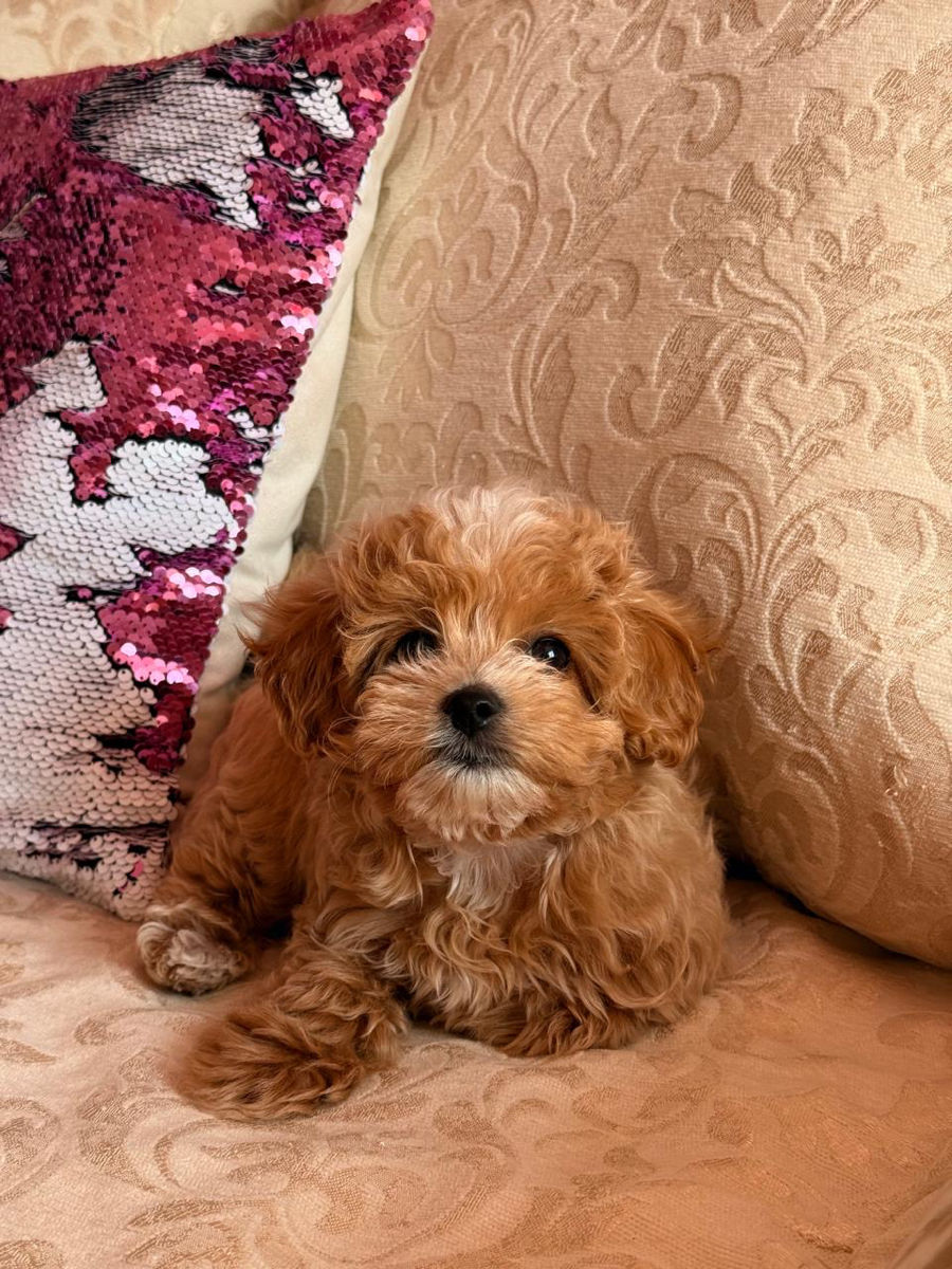 VIP девочка Maltipoo фото 1