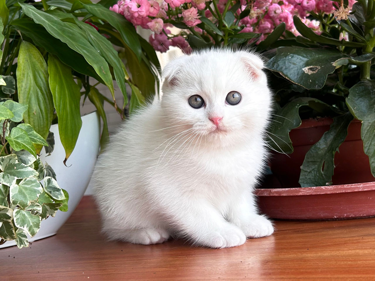Котята от белого скоттиш фолда с голубыми глазами ! Чудо ангелочки! Продам дорого ! фото 7