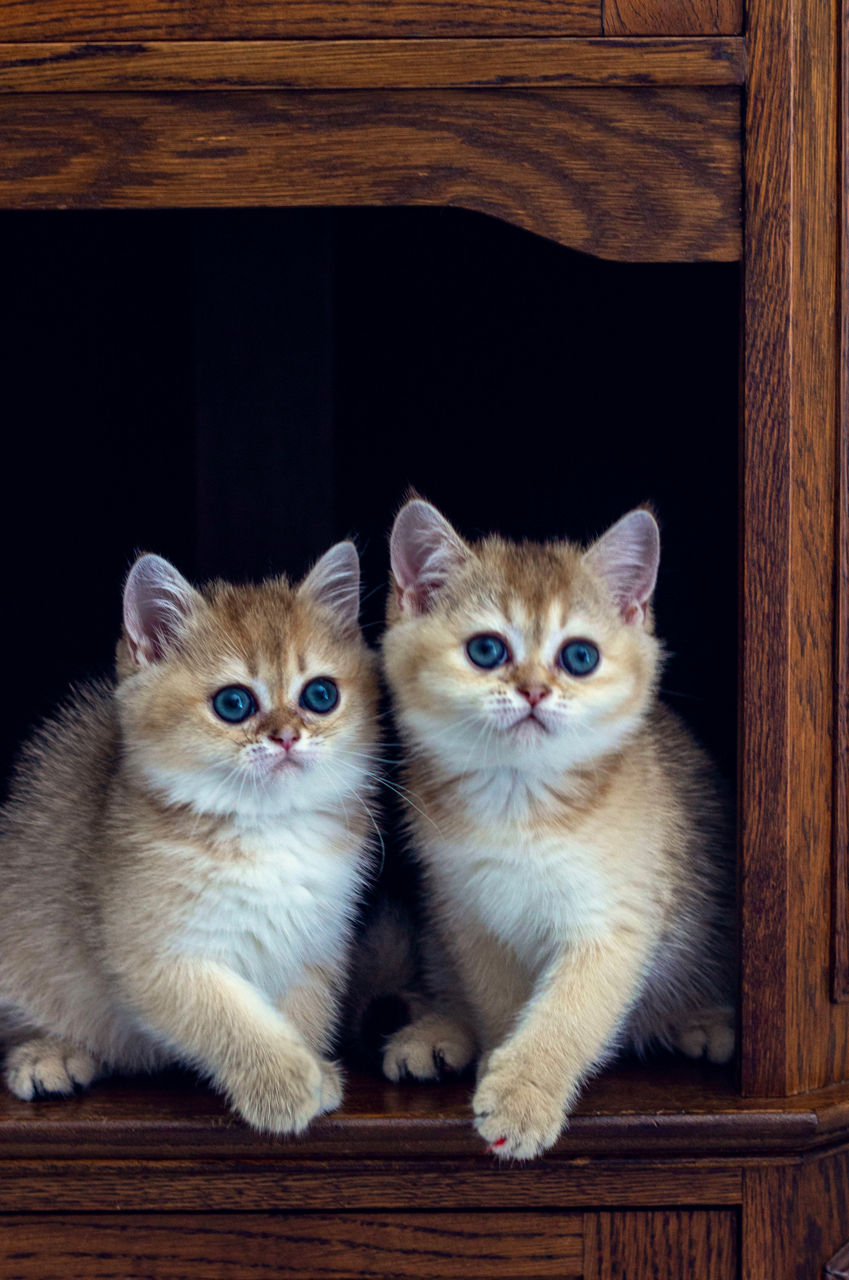 Клубные шотландские котята ,окрас золотая шиншилла,с родословной фото 2