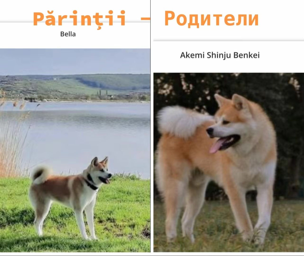 Akita inu - mascul / Акита ину - мальчик  фото 3