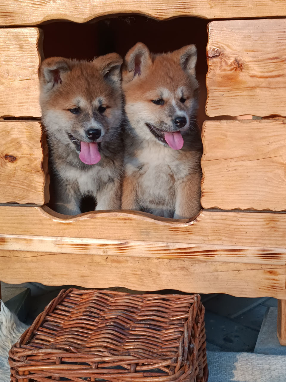 Akita  foto 4