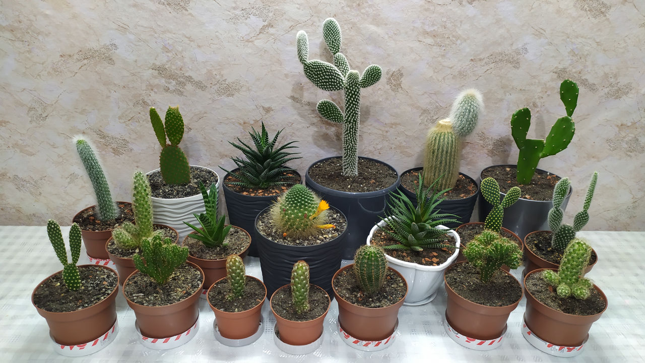 Cactus.Livrare. / Кактус. Доставка. foto 0