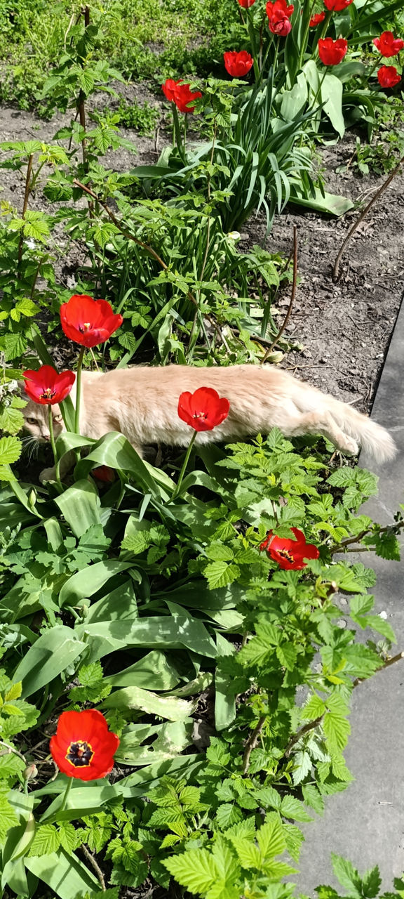 Котенок мальчик персиковый и рыжий само очарование фото 0