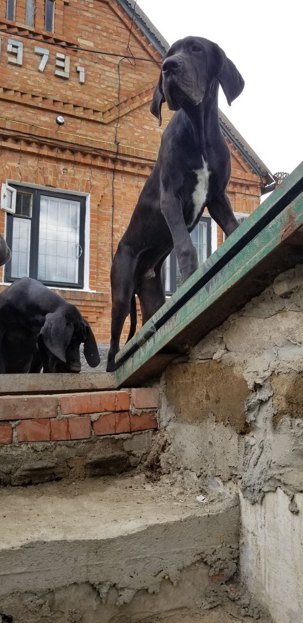 Продадим щенят немецкого королевского дога.