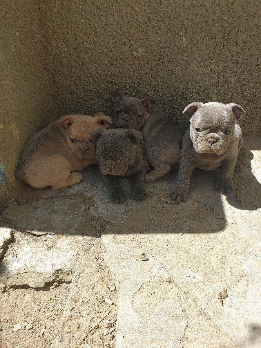 Buldog Francez  фото 1