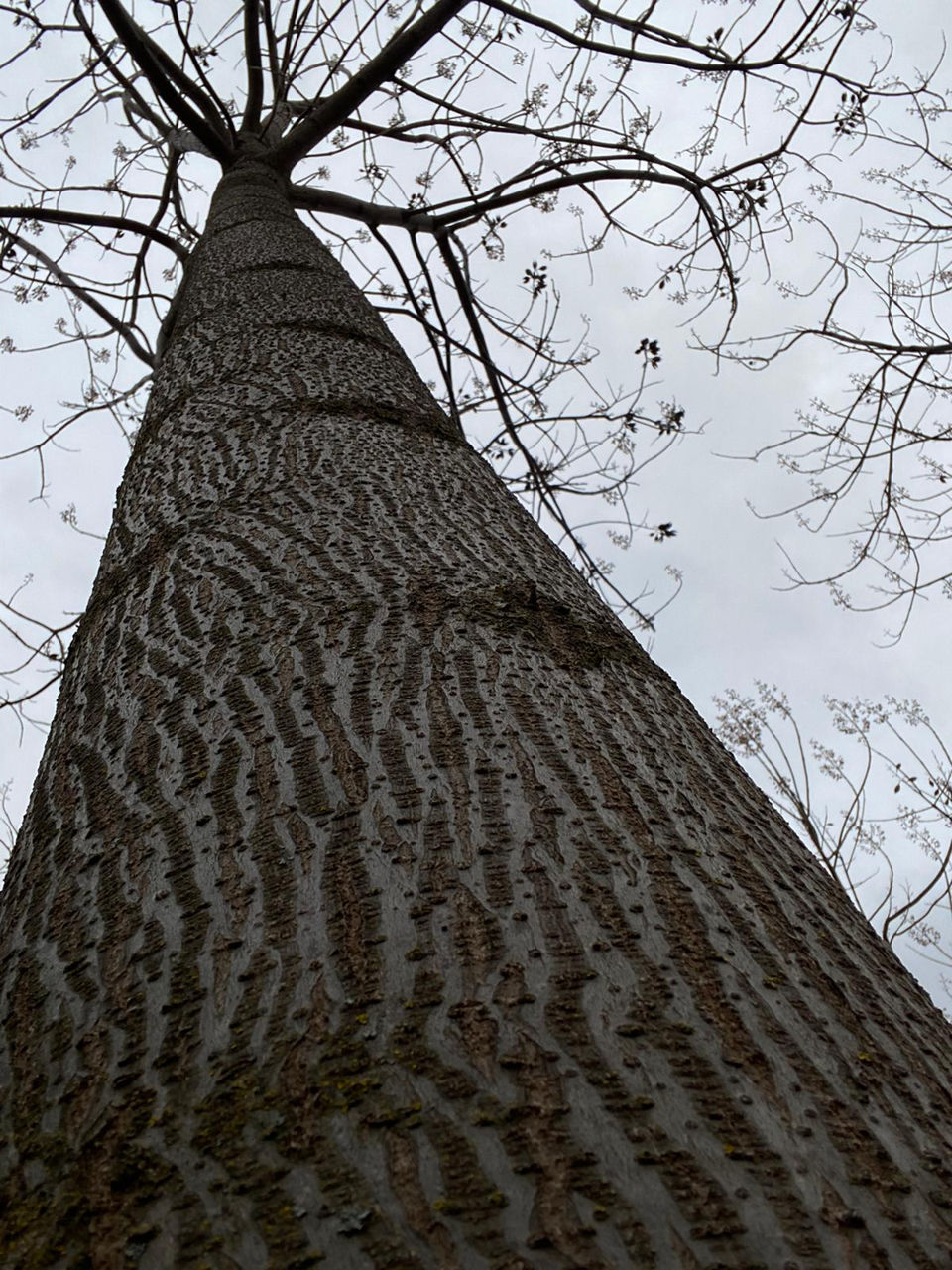 Paulownia фото 1