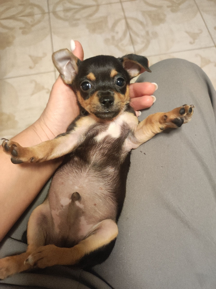 Cățeluși de buzunar! foto 3