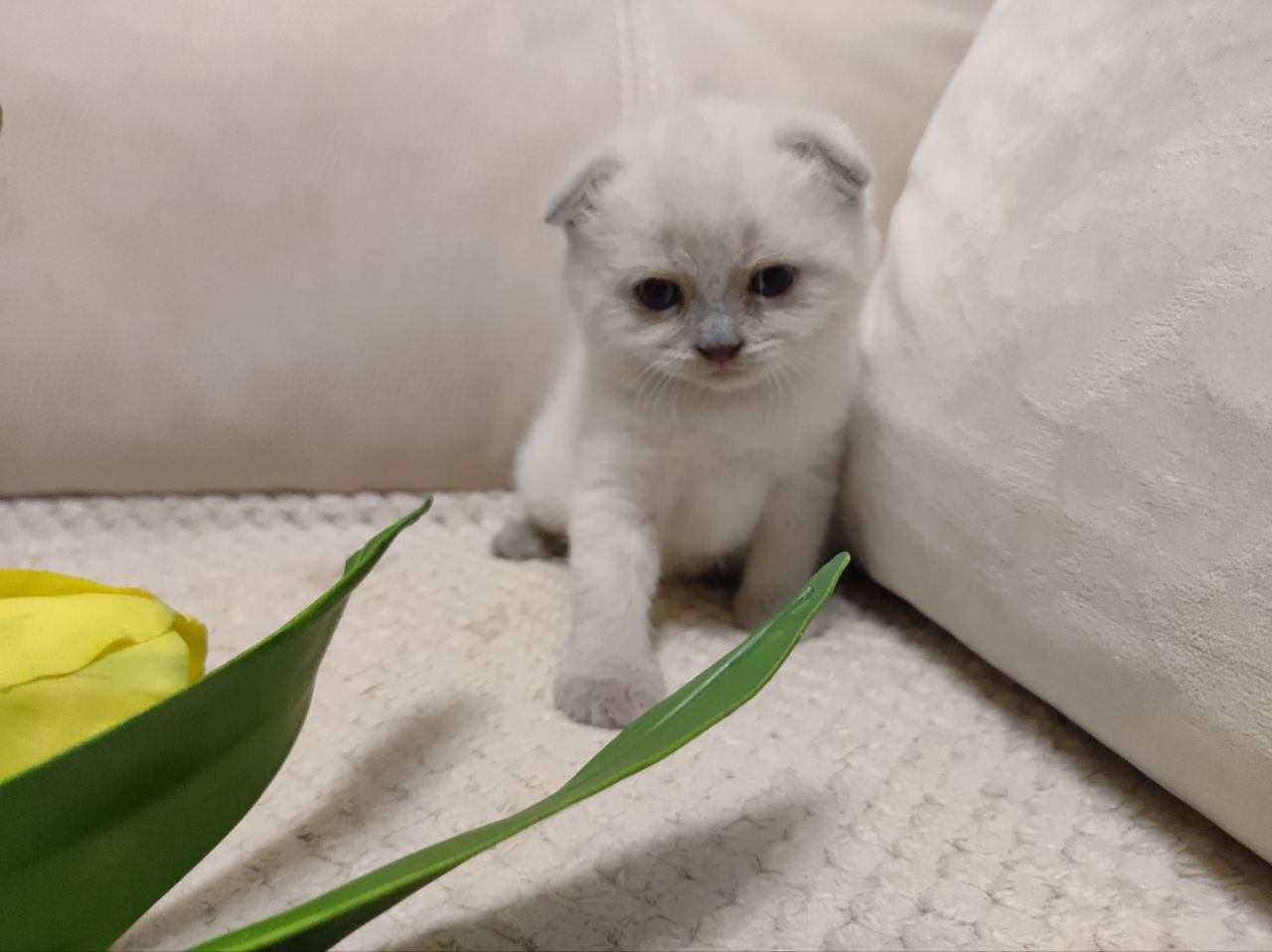 Шотландские котята.