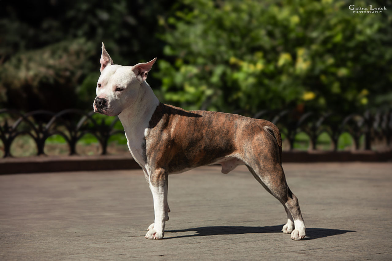 Вязка. Чистокровный Стаффорд. Amstaff с родословной foto 1