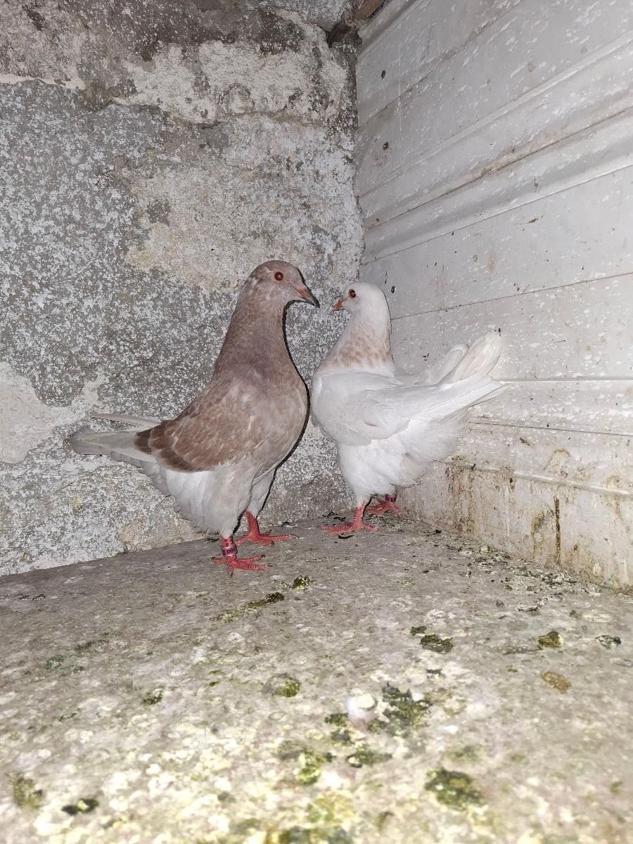 🕊️ Porumbei de rasă – King și Texani, talie mare 🕊️

 foto 9