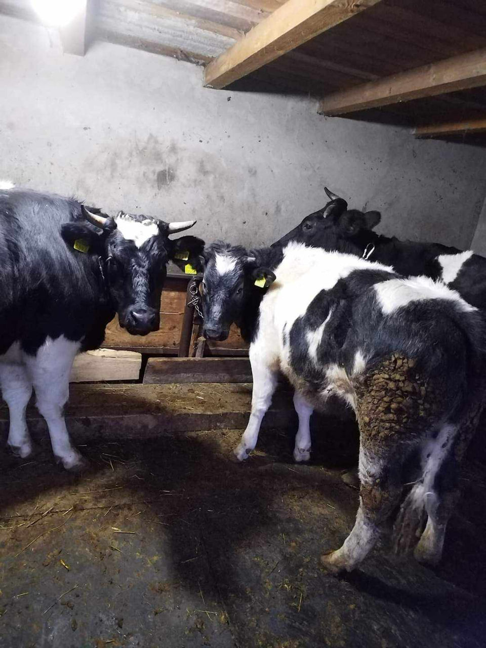 Cumpăr vitei vitele la creștere la un preț bun foto 0