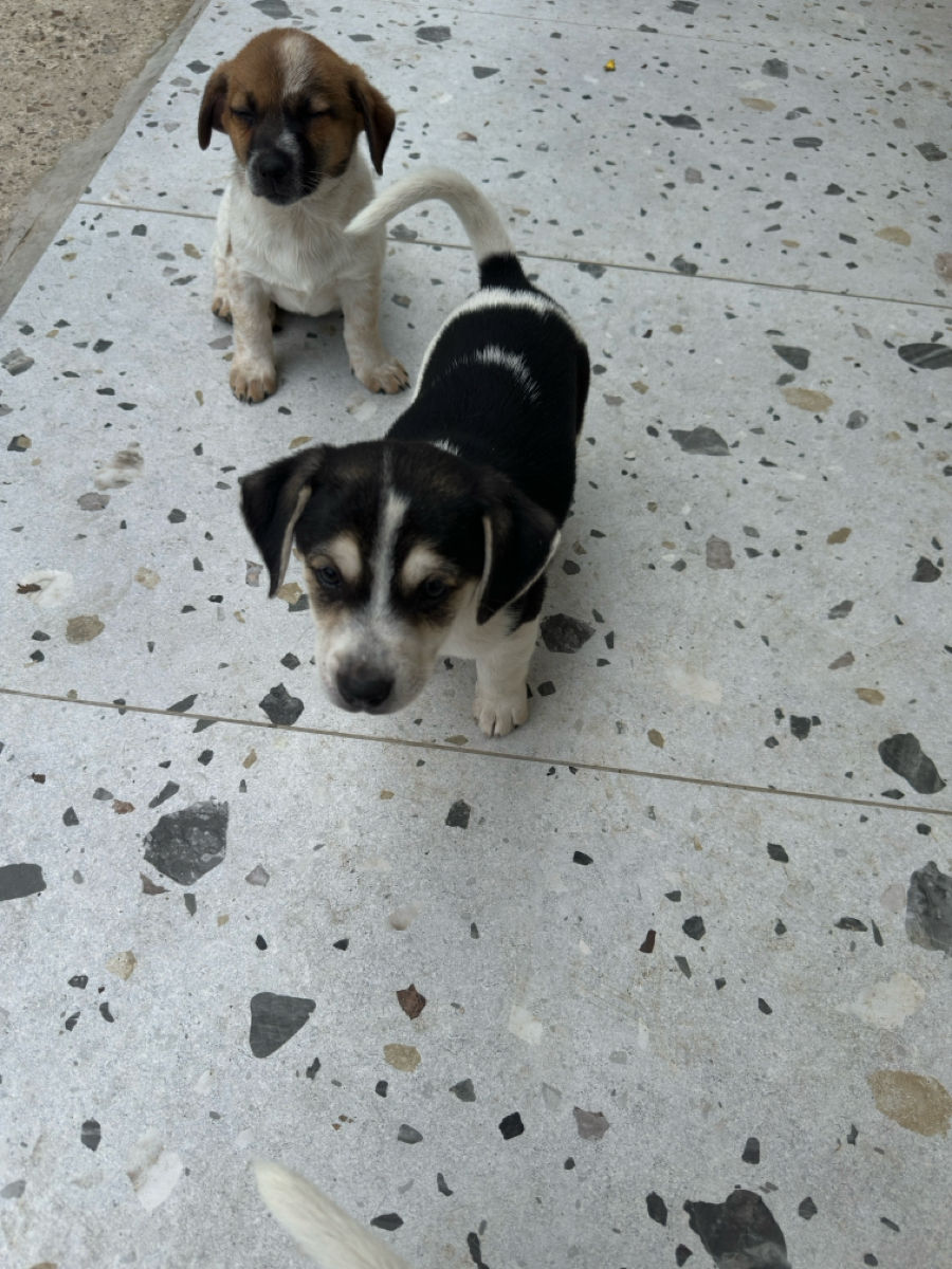 Pui Jack Russell Terrier (metis) de vânzare  foto 6