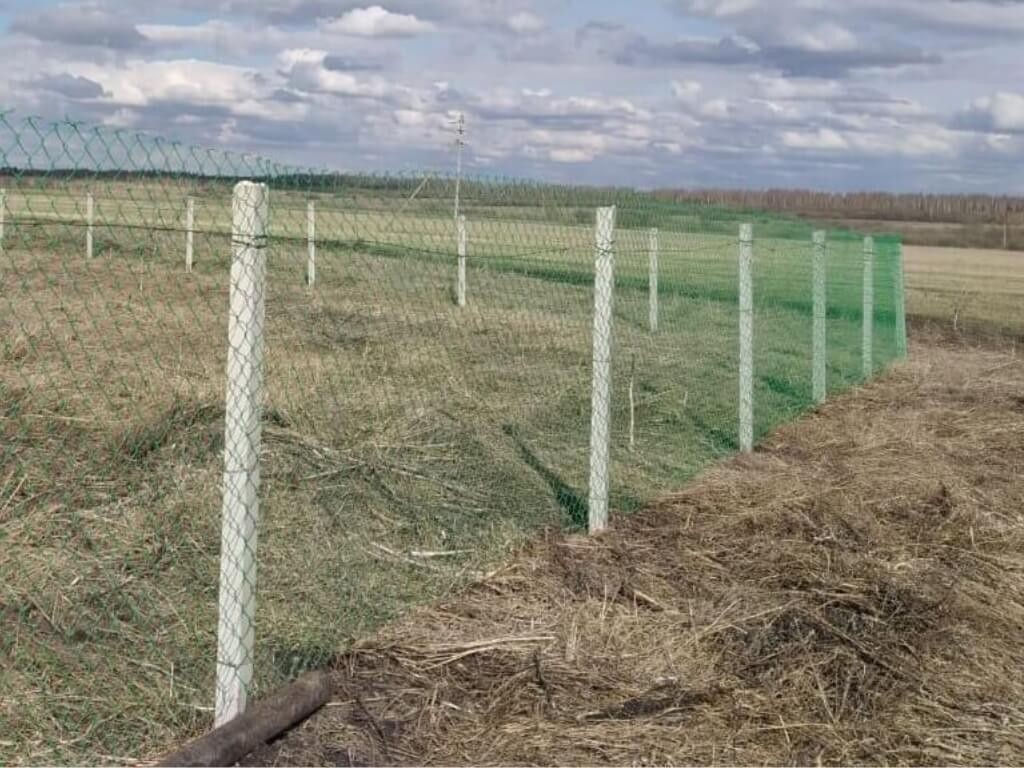 Pari pentru vie. Spalera. foto 3