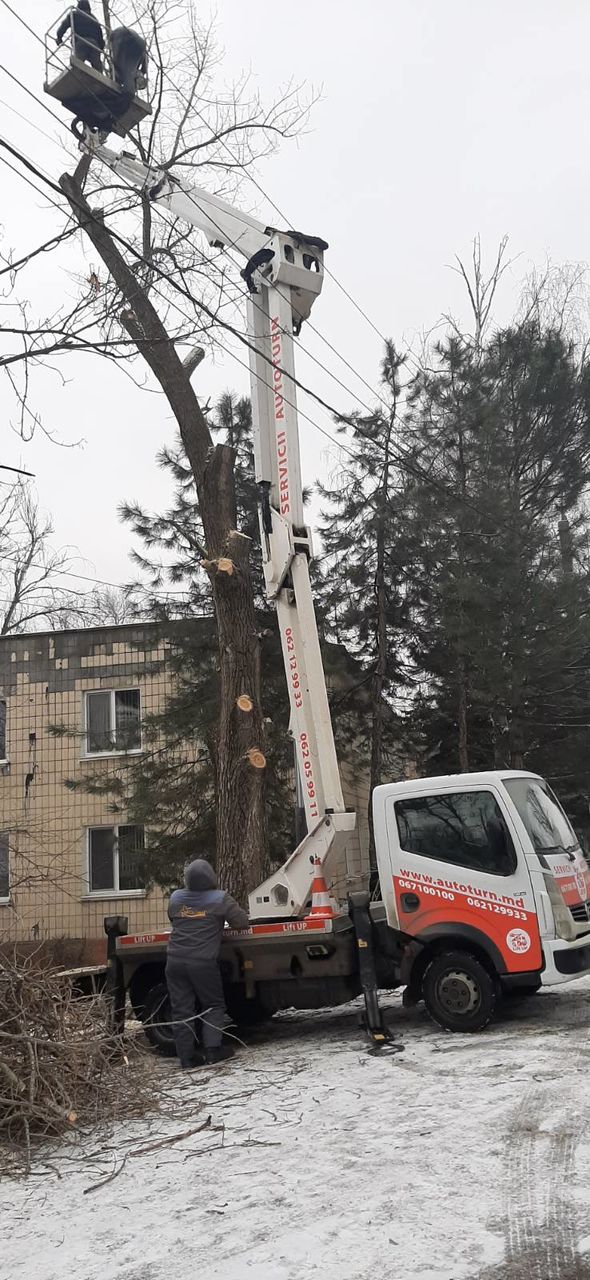 Curățim copaci  de înălțime mare cu mașini Autoturn și toate echipamentele necesare! foto 17