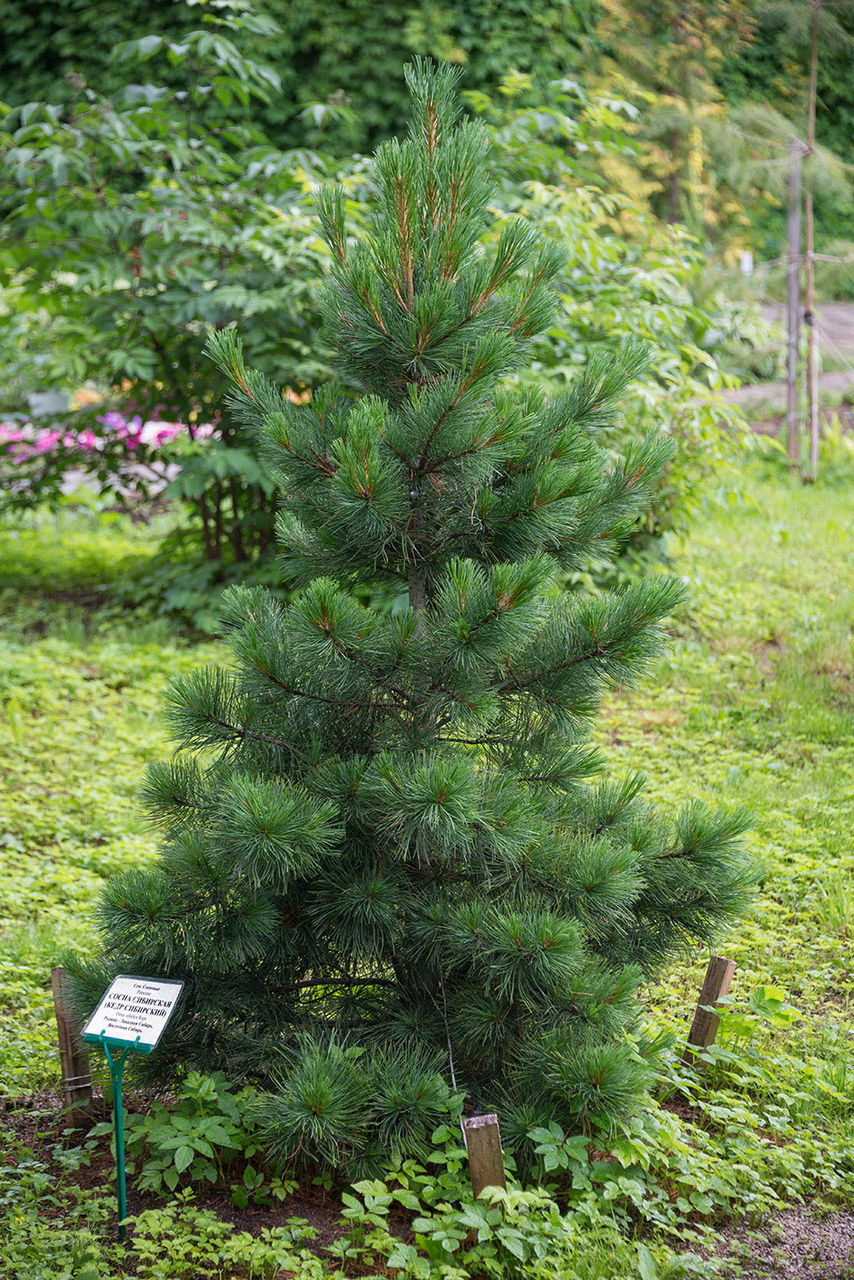 Сибирский кедр (Pinus sibirica du Tour)