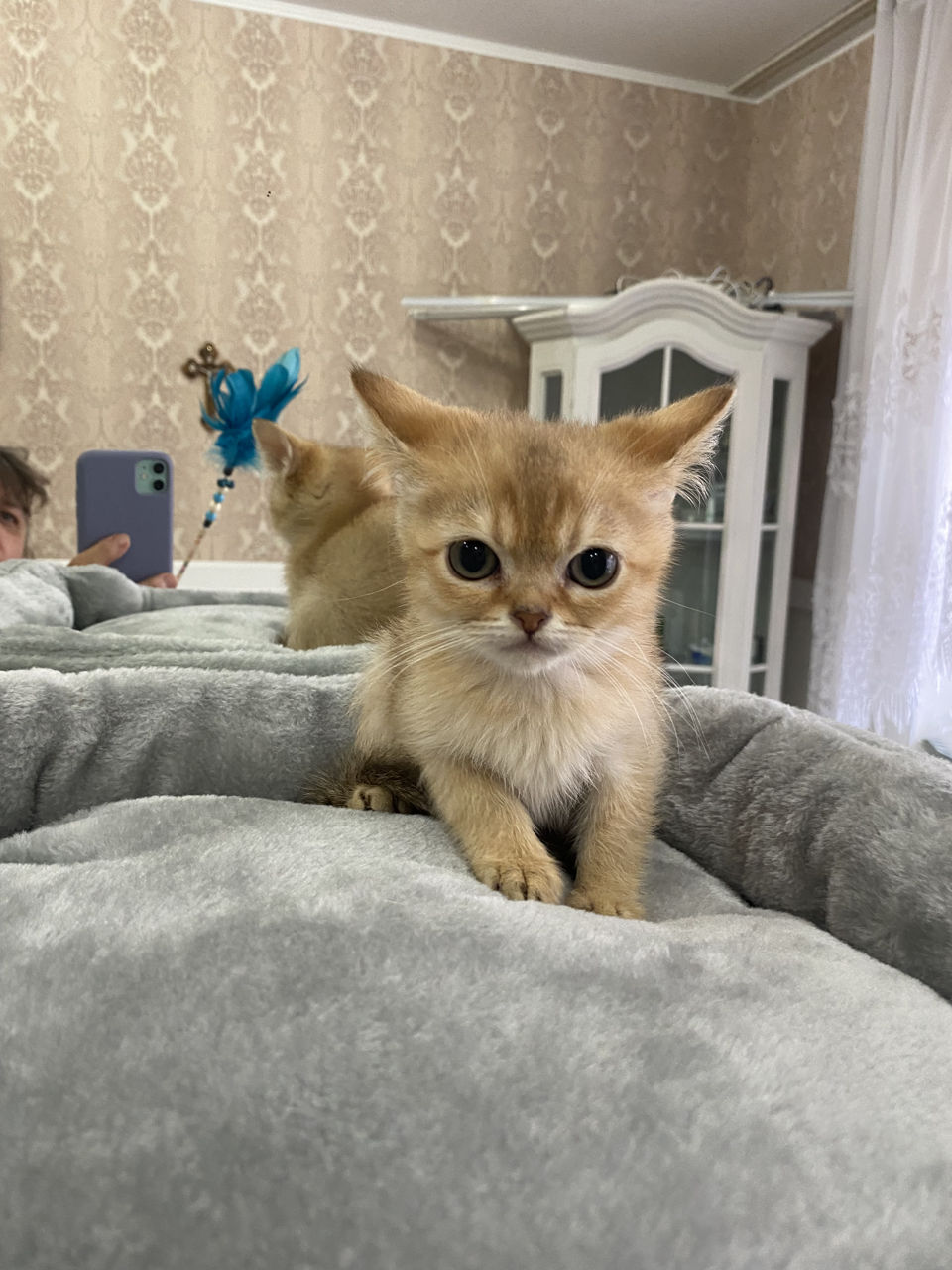 Котенок золотой шиншилы