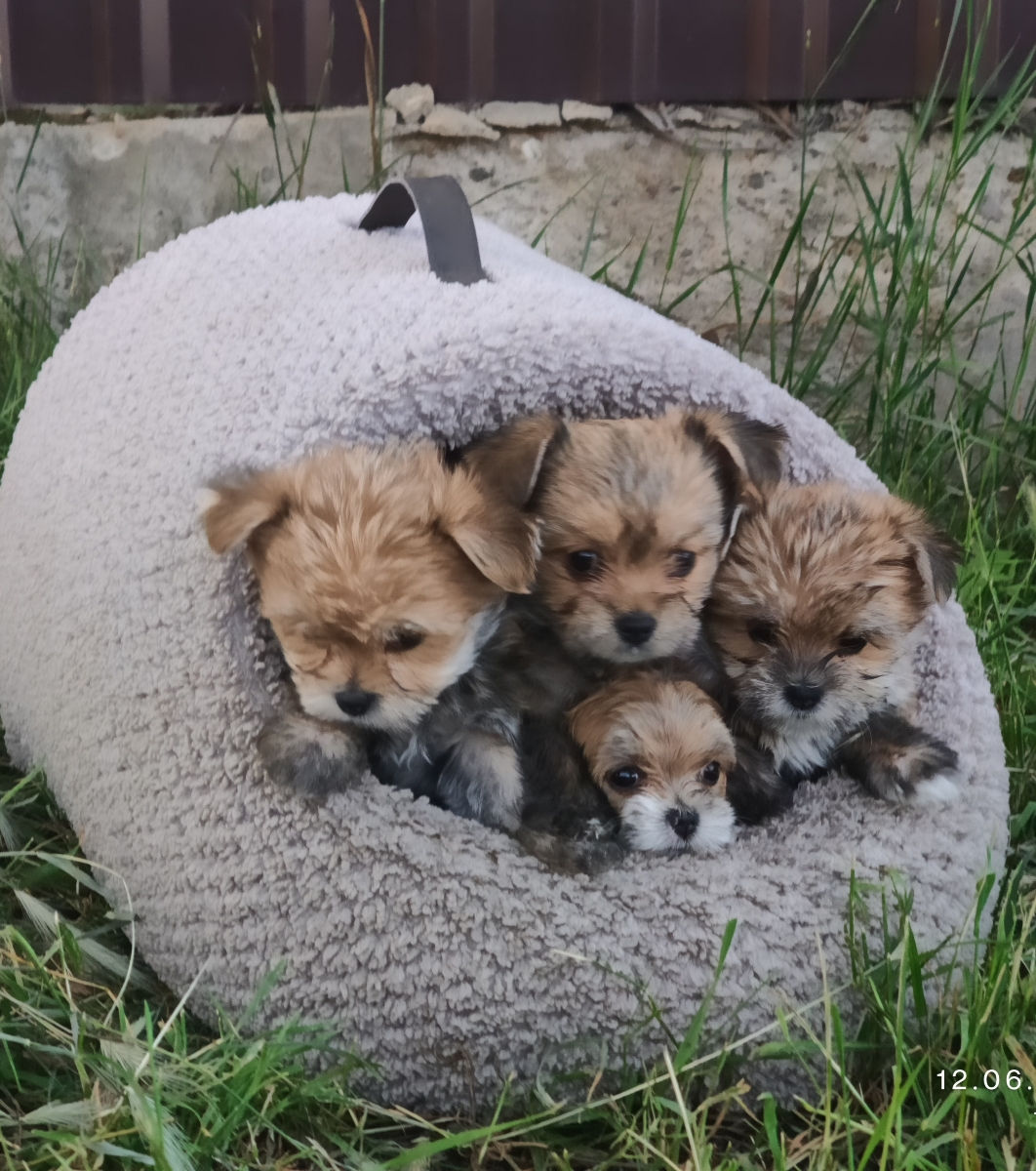 Yorkshire Terrier  foto 3