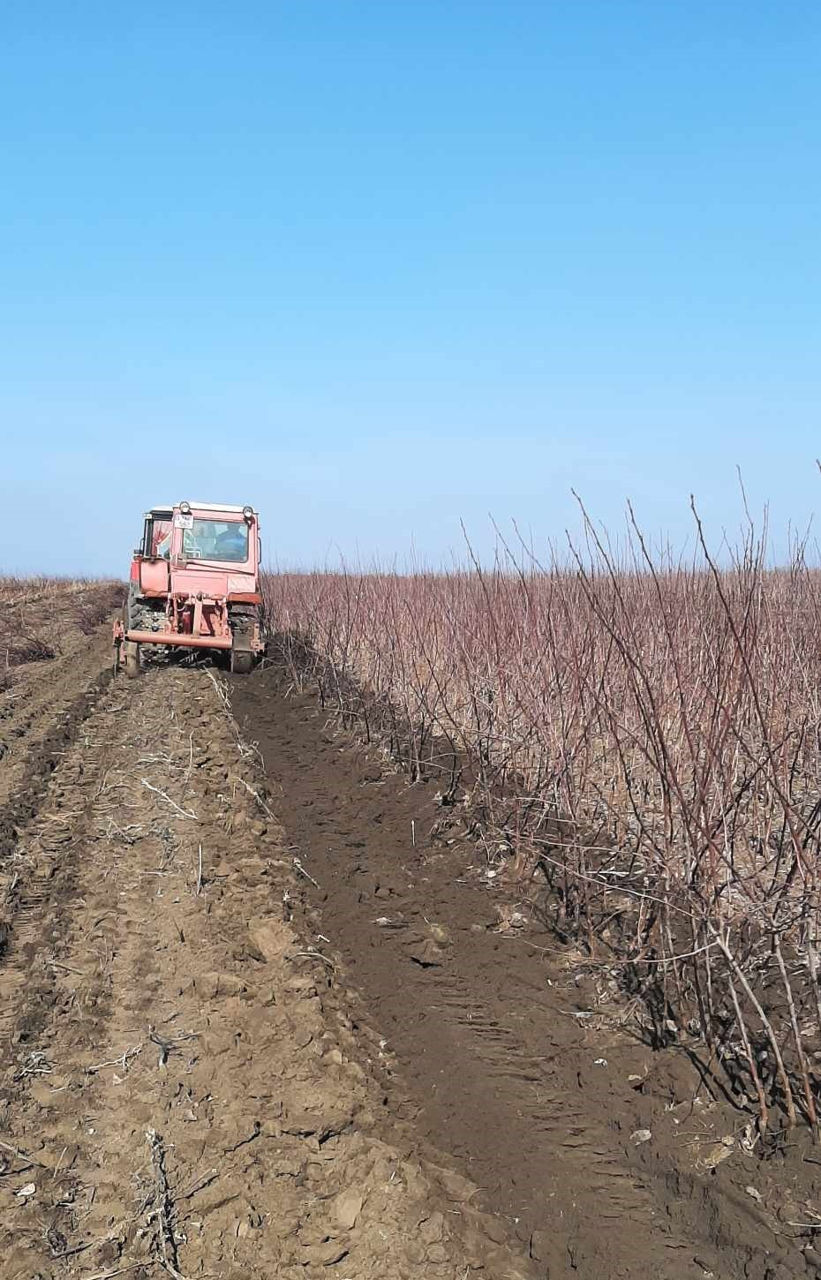 Pomi fructiferi - prun , prăsad , vișin , persic , cais ( abricos ) ... foto 0