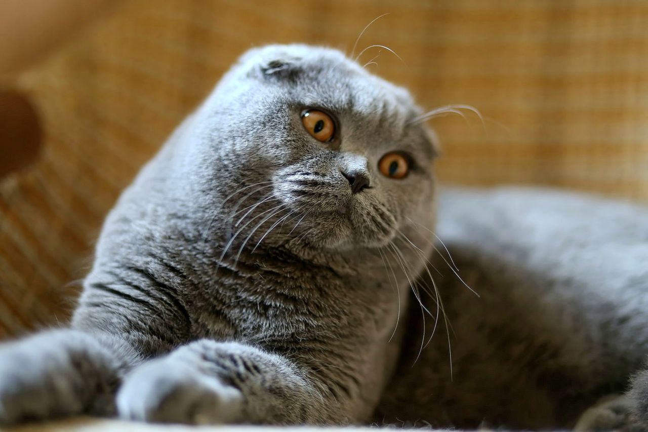 Montă - imperechere,cu motan scottish fold фото 1