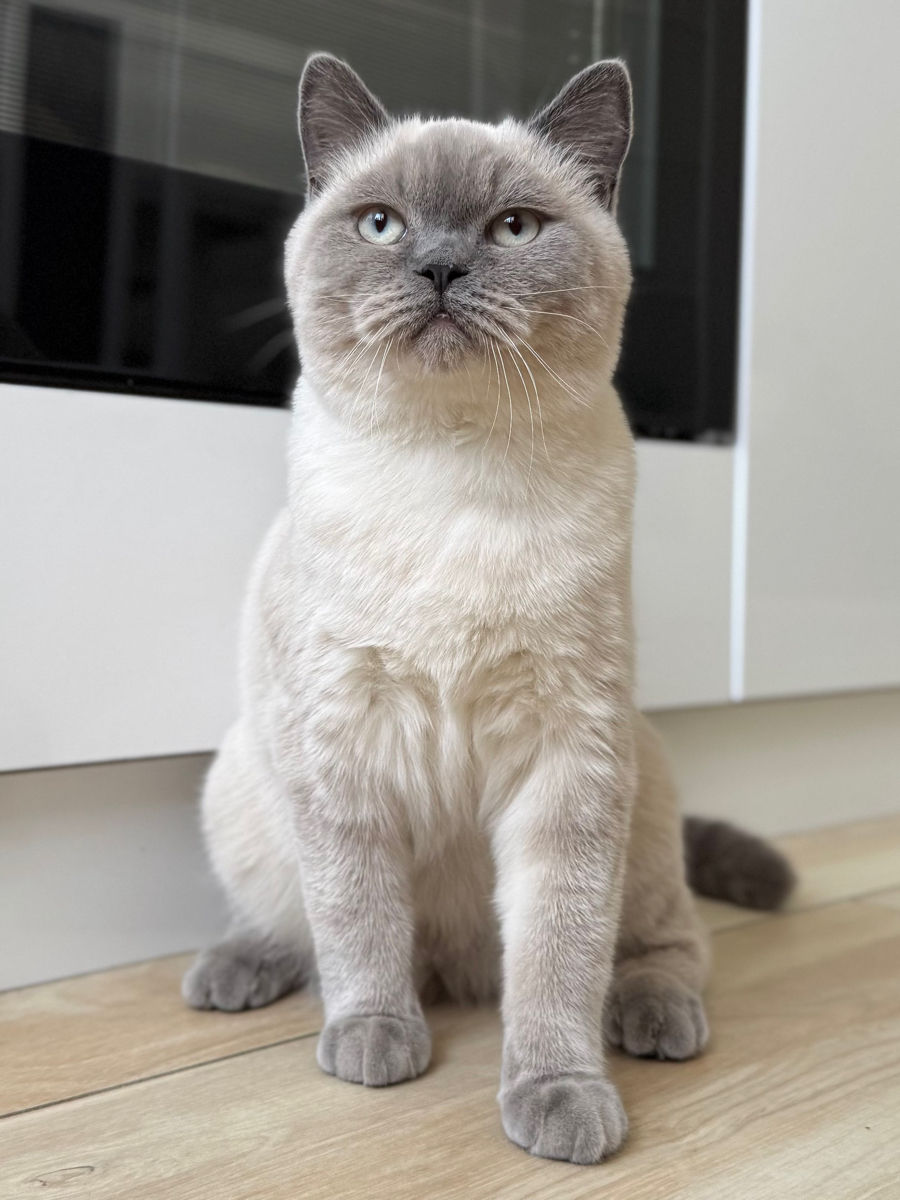 Motan de rasă pentru împerechere ( monta)– invităm pisici acasă la noi.  Кот для вязки ! фото 1