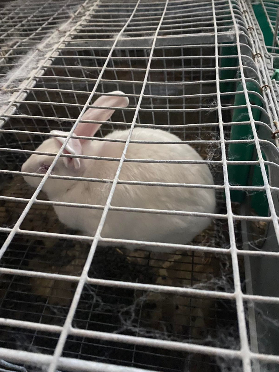 Avem în vinzare curcani curci bibilici rate mute giste hulubi epuri foto 9