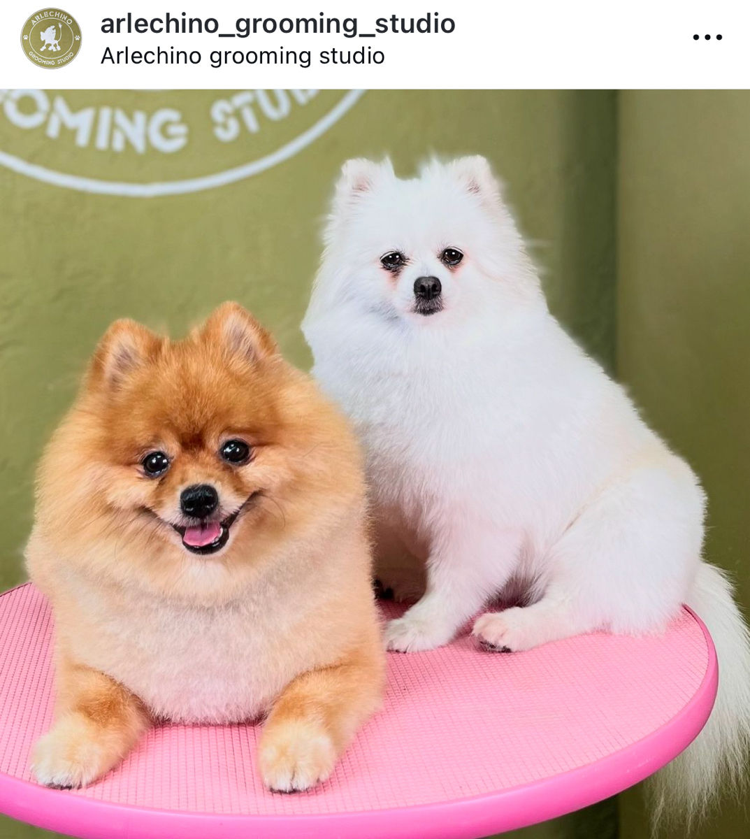 "Arlechino Grooming Studio". Buiucani. Îngrijirea cainilor si a pisicilor. foto 7