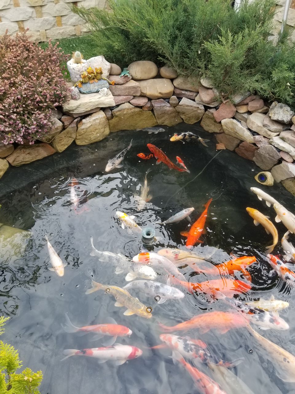 Karp-Koi peşti de vânzare ( avem și micuți ) foto 6