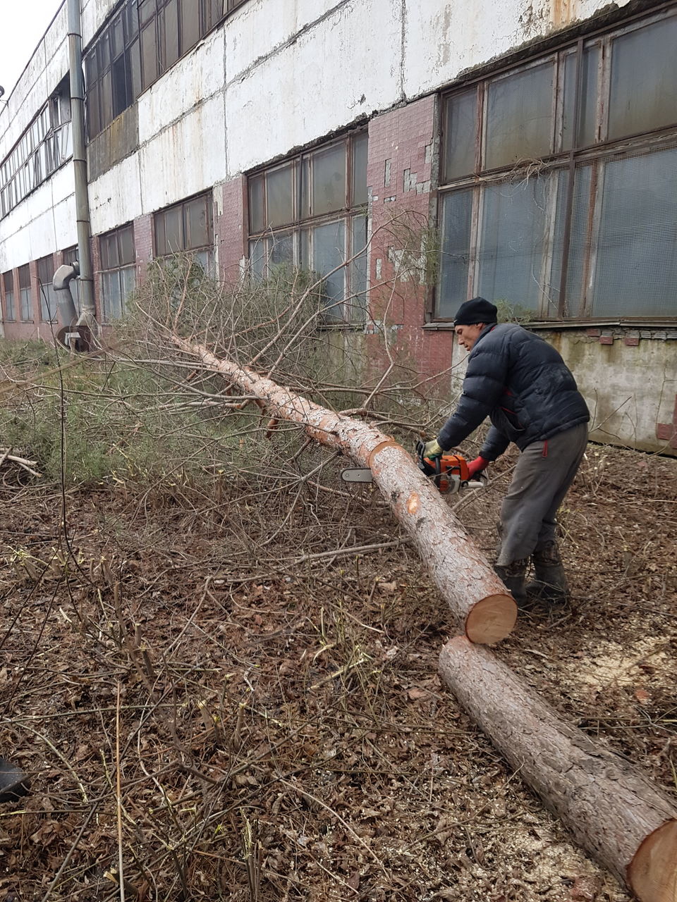 Пилим деревия спил. Уборка земли территорий участка foto 0