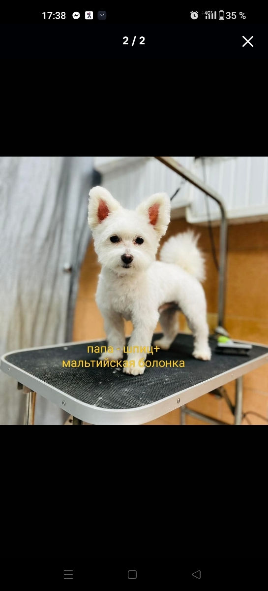 Yorkshire Terrier  foto 5